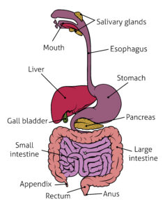 GI System Anatomy